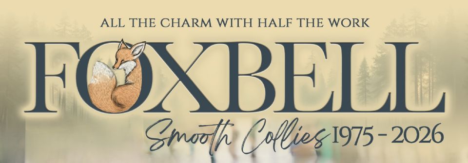 FOXBELL Smooth Collies